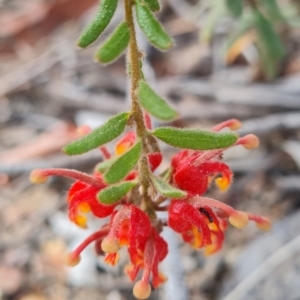 Grevillea alpina at Aranda Bushland - 7 Dec 2023