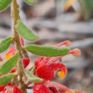 Grevillea alpina at Aranda Bushland - 7 Dec 2023