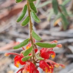 Grevillea alpina at Aranda Bushland - 7 Dec 2023