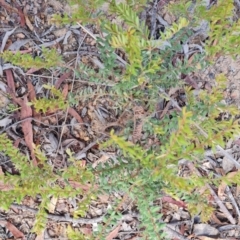 Grevillea alpina at Aranda Bushland - 7 Dec 2023