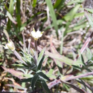 Dasytinae (subfamily) at Justice Robert Hope Reserve (JRH) - 10 Nov 2023