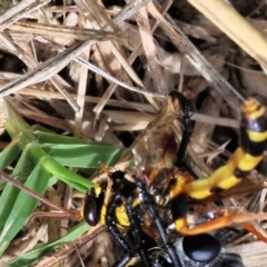 Unidentified Flower wasp (Scoliidae or Tiphiidae) at Wodonga, VIC - 2 Dec 2023 by KylieWaldon