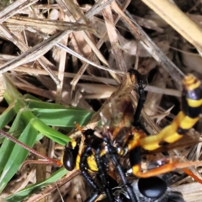 Unidentified Flower wasp (Scoliidae or Tiphiidae) at Wodonga, VIC - 2 Dec 2023 by KylieWaldon