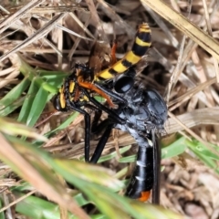 Metopius sp. (genus) at WREN Reserves - 3 Dec 2023 09:21 AM