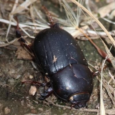 Scarabaeidae (family) at WREN Reserves - 3 Dec 2023 by KylieWaldon