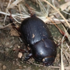 Unidentified Beetle (Coleoptera) at WREN Reserves - 2 Dec 2023 by KylieWaldon