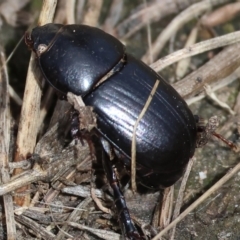 Heteronychus arator at WREN Reserves - 3 Dec 2023 09:22 AM