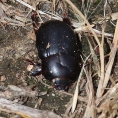Heteronychus arator at WREN Reserves - 3 Dec 2023 09:22 AM