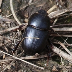 Heteronychus arator at WREN Reserves - 3 Dec 2023 09:22 AM