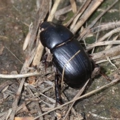 Heteronychus arator at WREN Reserves - 3 Dec 2023 09:22 AM