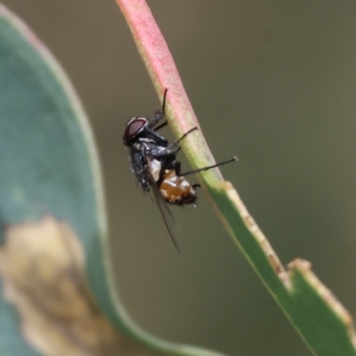 Unidentified Blow fly (Calliphoridae) at WREN Reserves - 2 Dec 2023 by KylieWaldon