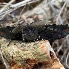 Pholodes sinistraria (Sinister or Frilled Bark Moth) at Burradoo - 7 Dec 2023 by GlossyGal