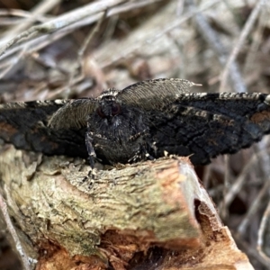 Pholodes sinistraria at Wingecarribee Local Government Area - 7 Dec 2023