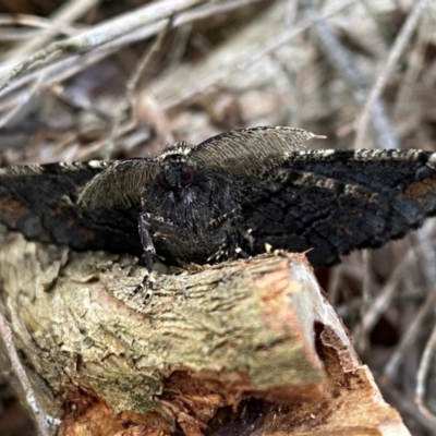 Pholodes sinistraria (Sinister or Frilled Bark Moth) at Burradoo - 7 Dec 2023 by GlossyGal