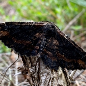 Pholodes sinistraria at Wingecarribee Local Government Area - 7 Dec 2023