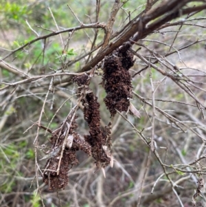 Pholodes sinistraria at Wingecarribee Local Government Area - 7 Dec 2023