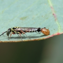 Unidentified Flower wasp (Scoliidae or Tiphiidae) at WREN Reserves - 2 Dec 2023 by KylieWaldon