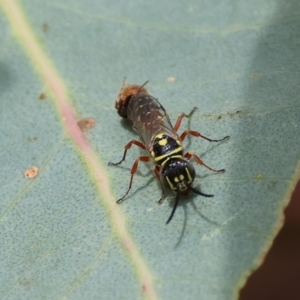 Aeolothynnus sp. (genus) at Wodonga - 3 Dec 2023 09:25 AM