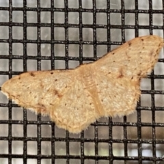 Idaea halmaea (Two-spotted Wave) at Burradoo, NSW - 29 Nov 2023 by GlossyGal