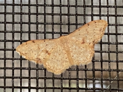 Idaea halmaea (Two-spotted Wave) at Wingecarribee Local Government Area - 29 Nov 2023 by GlossyGal