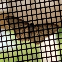 Idaea halmaea at Wingecarribee Local Government Area - suppressed