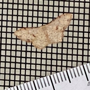 Idaea halmaea at Wingecarribee Local Government Area - 29 Nov 2023