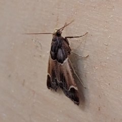 Pyralis farinalis (Meal Moth (Pyralinae) at Watson, ACT - 7 Dec 2023 by AniseStar