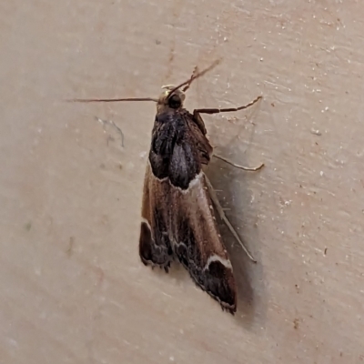 Pyralis farinalis (Meal Moth (Pyralinae) at Watson, ACT - 7 Dec 2023 by AniseStar
