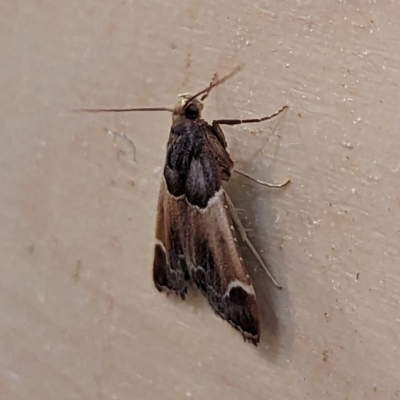 Pyralis farinalis (Meal Moth) at Watson, ACT - 7 Dec 2023 by AniseStar