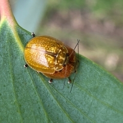 Paropsisterna cloelia (Eucalyptus variegated beetle) at Wingecarribee Local Government Area - 7 Dec 2023 by GlossyGal