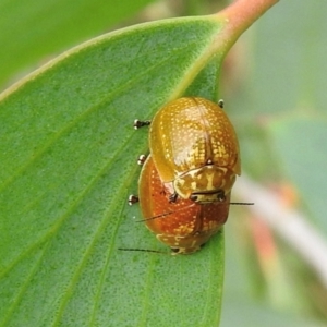 Paropsisterna cloelia at Wingecarribee Local Government Area - suppressed