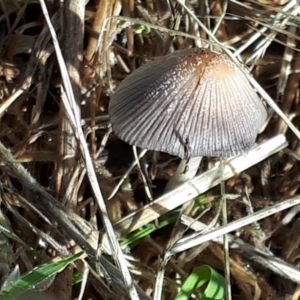 Coprinellus etc. at Mount Painter - 3 Dec 2023 09:11 AM