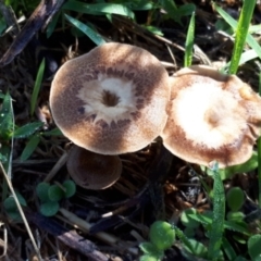 Unidentified Uncategorised Fungi at Mount Painter - 2 Dec 2023 by JARS