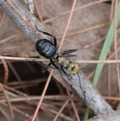 Polyrhachis semiaurata (A golden spiny ant) at Moruya, NSW - 7 Dec 2023 by LisaH