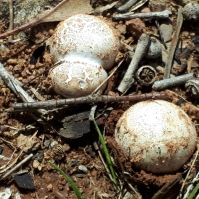 Unverified Fungus at Mount Painter - 3 Dec 2023 by JARS