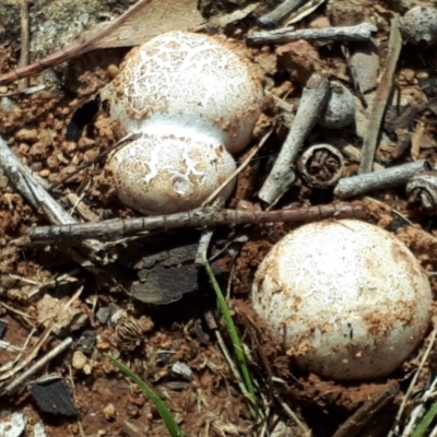 Unidentified Fungus at Belconnen, ACT - 2 Dec 2023 by JARS