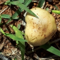 Unidentified Fungus at Mount Painter - 3 Dec 2023 by JARS