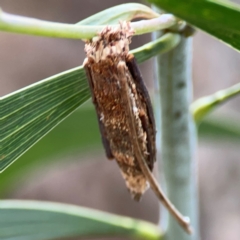 Trigonocyttara clandestina at Mount Ainslie - 7 Dec 2023 by Hejor1