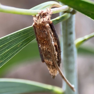 Trigonocyttara clandestina at Ainslie, ACT - 7 Dec 2023 by Hejor1