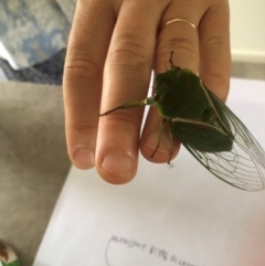 Cyclochila australasiae at Bellingen, NSW - 17 Nov 2023 08:23 AM