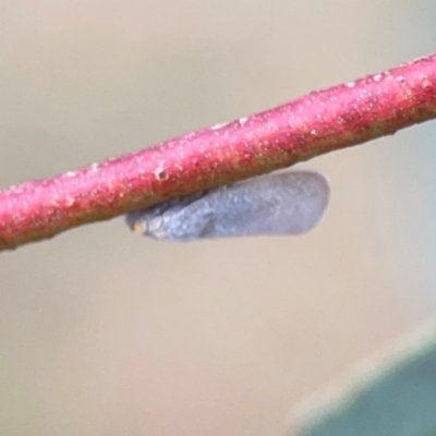 Platybrachys decemmacula (Green-faced gum hopper) at Ainslie, ACT - 7 Dec 2023 by Hejor1