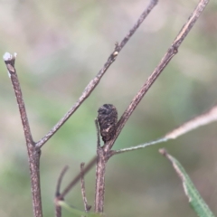 Cryptocephalinae (sub-family) at City Renewal Authority Area - 7 Dec 2023 08:13 PM