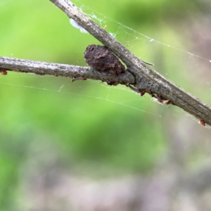 Cryptocephalinae (sub-family) at City Renewal Authority Area - 7 Dec 2023 08:13 PM