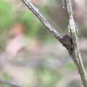 Cryptocephalinae (sub-family) at City Renewal Authority Area - 7 Dec 2023 08:13 PM