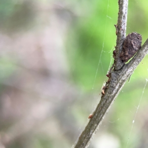 Cryptocephalinae (sub-family) at City Renewal Authority Area - 7 Dec 2023