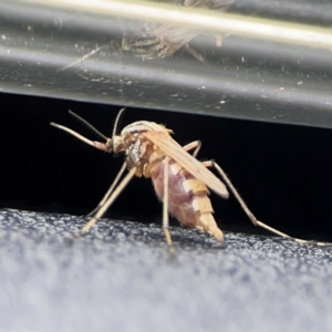 Ceratopogonidae (family) at Russell, ACT - 8 Dec 2023 08:33 AM