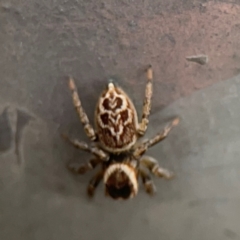 Maratus griseus (Jumping spider) at Ainslie, ACT - 7 Dec 2023 by Hejor1