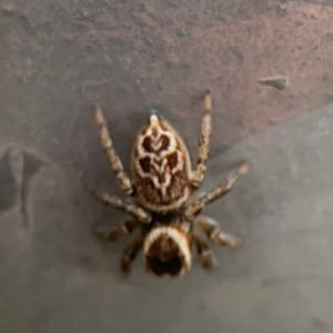 Maratus griseus at Mount Ainslie - 7 Dec 2023