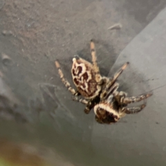 Maratus griseus at Mount Ainslie - 7 Dec 2023 05:05 PM