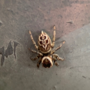 Maratus griseus at Mount Ainslie - 7 Dec 2023